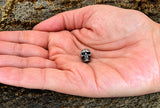 Bartperle Totenkopf 4mm - Edelstahl